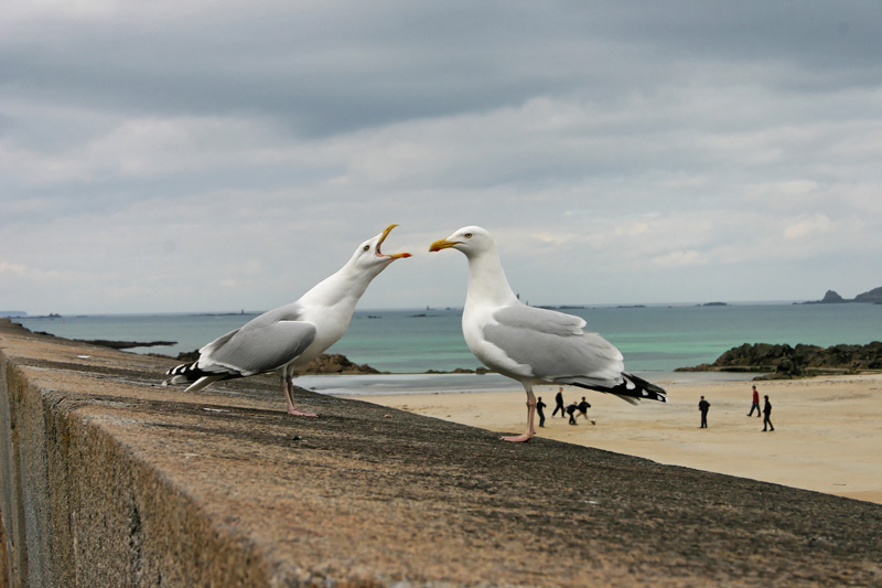 St Malo3 